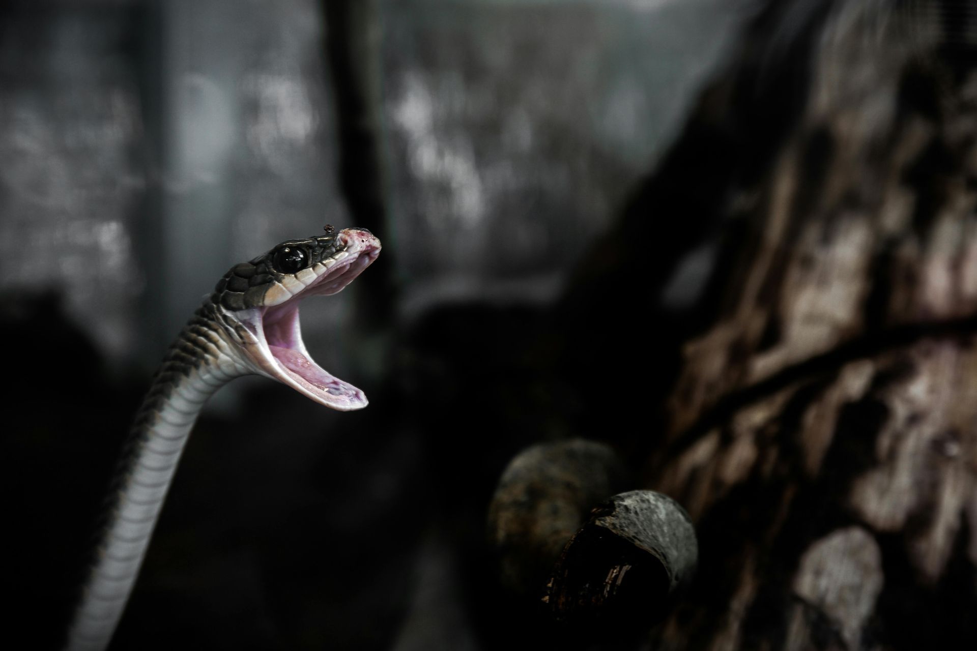 Snake with open mouth, head raised, appears to be hissing, against a dark background.