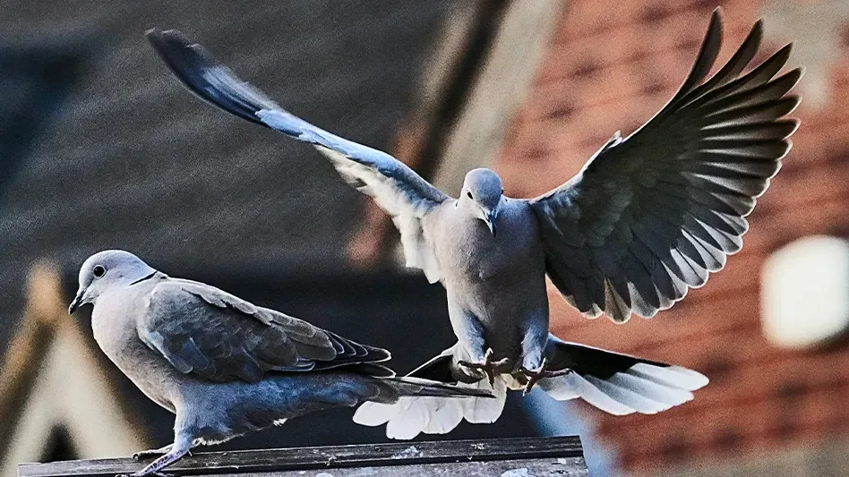 Proactive Bird Prevention: Keep Pest Birds Away