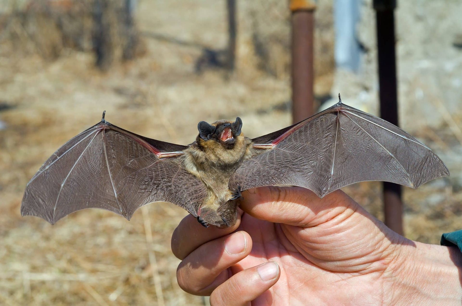 Professional Bat Removal in Cumming: Safe & Legal Solutions