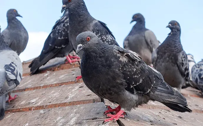 Professional Bird Removal in Cumming: The Smart Solution