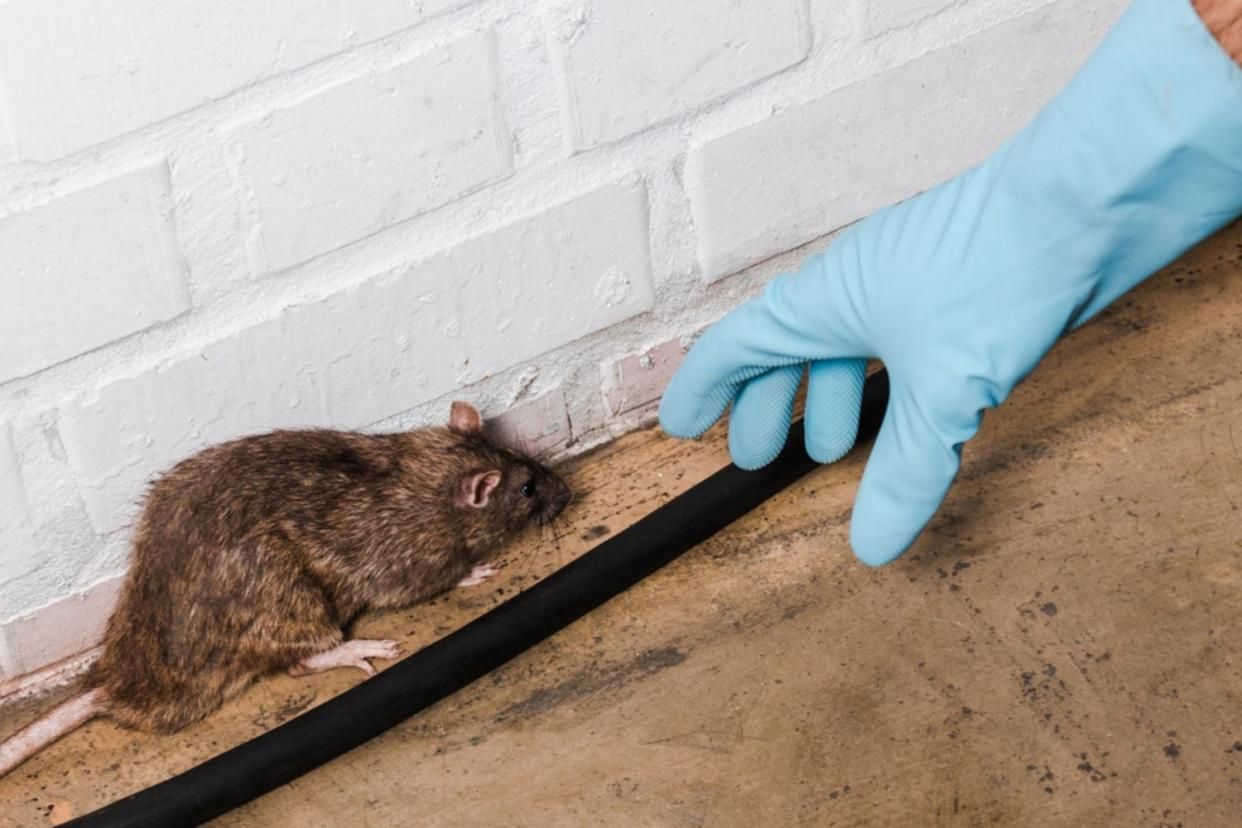 Professional Mouse Removal in Cumming: Get Expert Help Today!