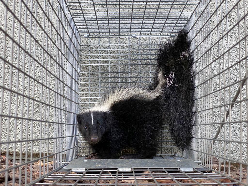 Professional Skunk Removal in Cumming: Call BigHeart Wildlife Removal