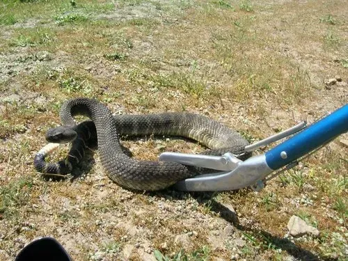 Professional Snake Removal in Cumming: Safe & Effective Solutions