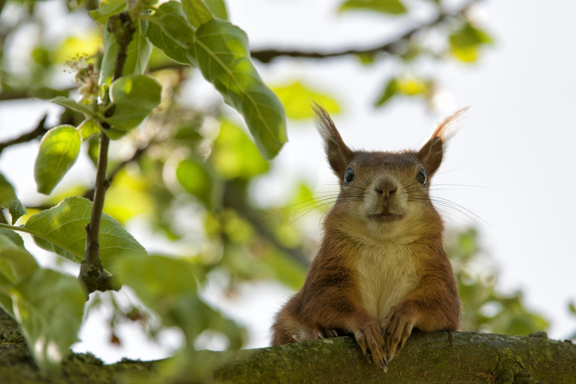 A squirrel is sitting on a tree branch looking at the camera.