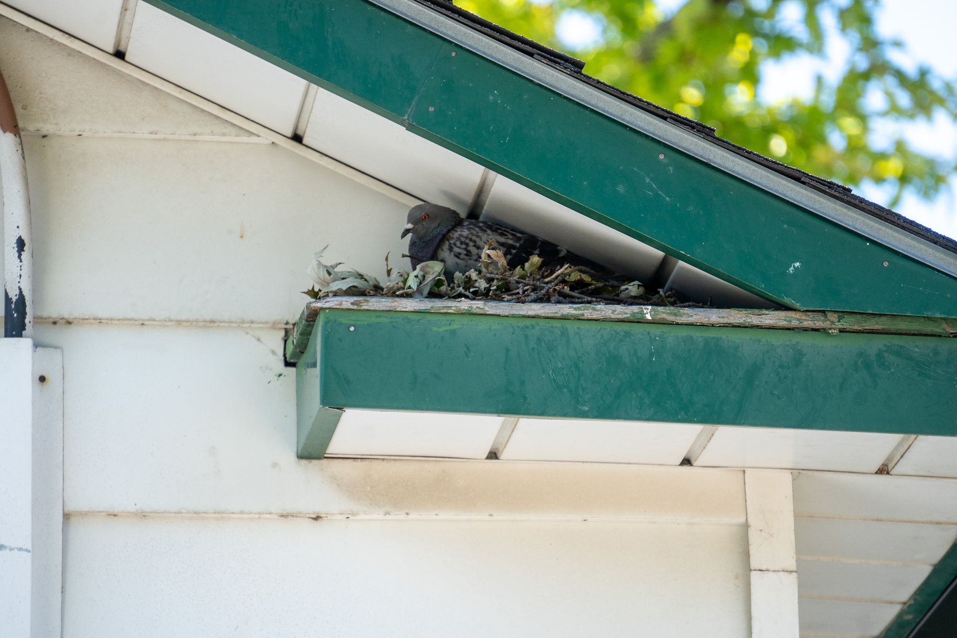 The Dangers of a Bird Infestation: Property Damage & Health Risks