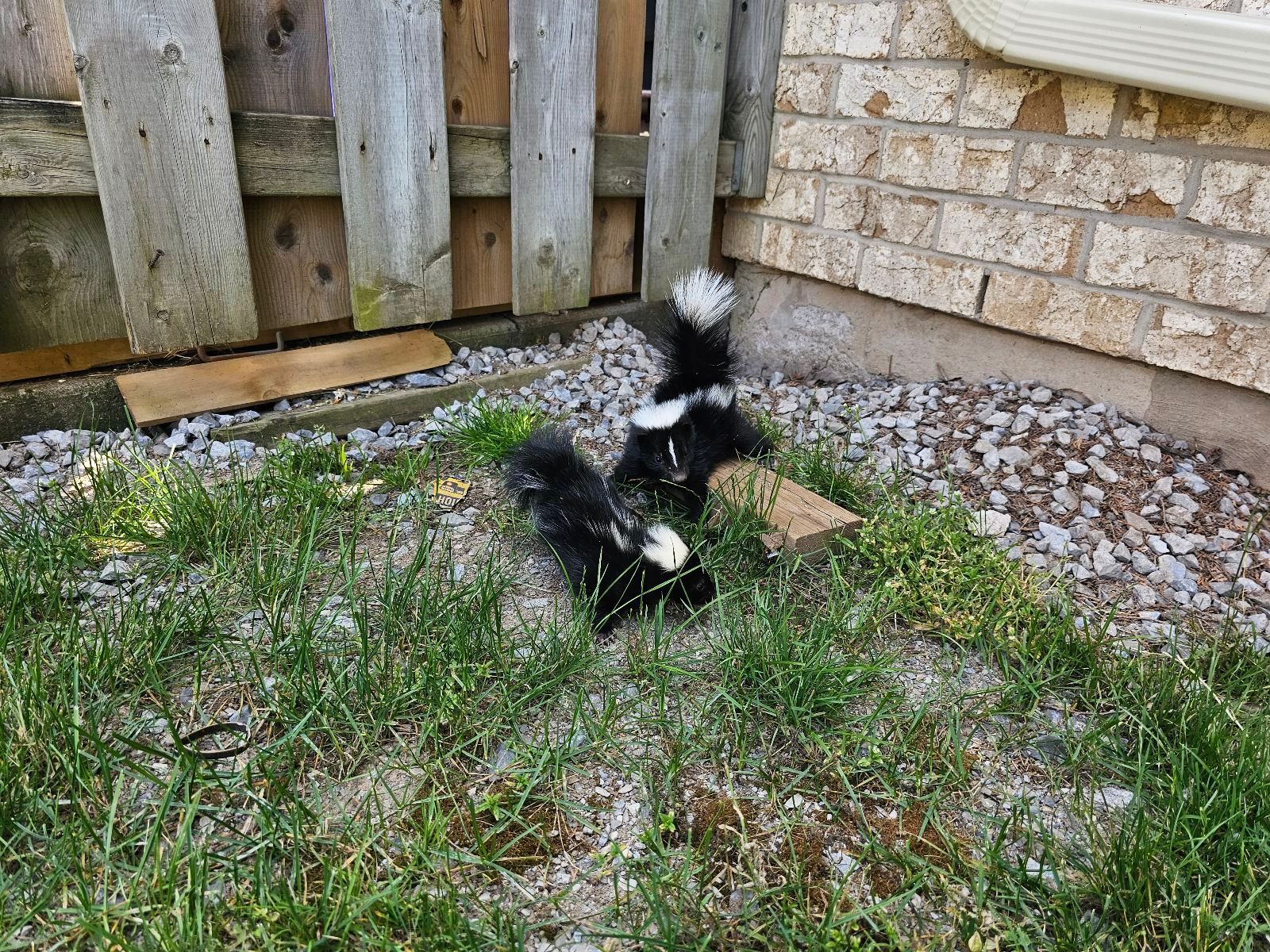 The Dangers of Skunks Around Your Home