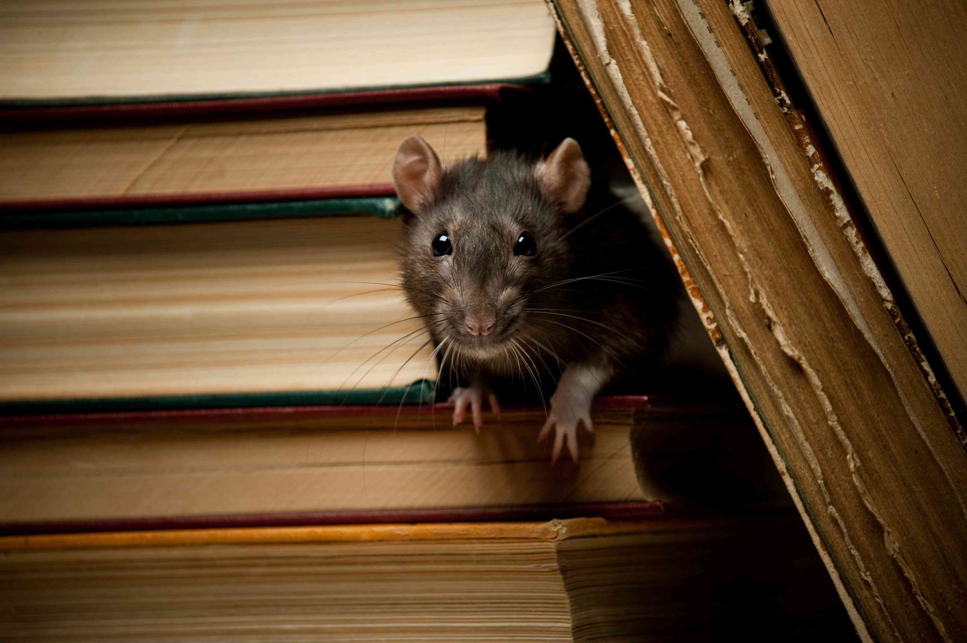 The Hidden Dangers of a Rat Infestation