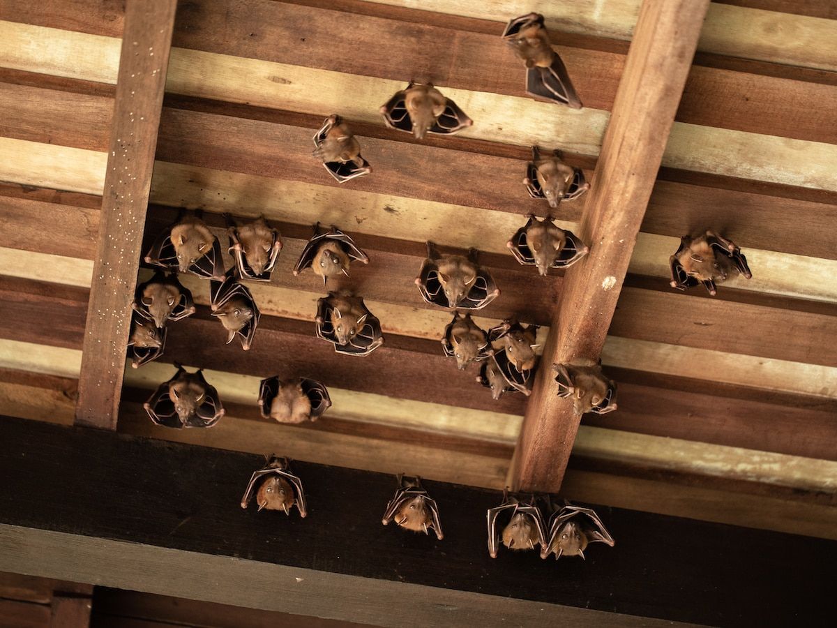 The Risks of a Bat Infestation