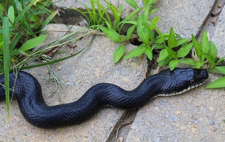 Top 5 Natural Ways to Keep Snakes Away