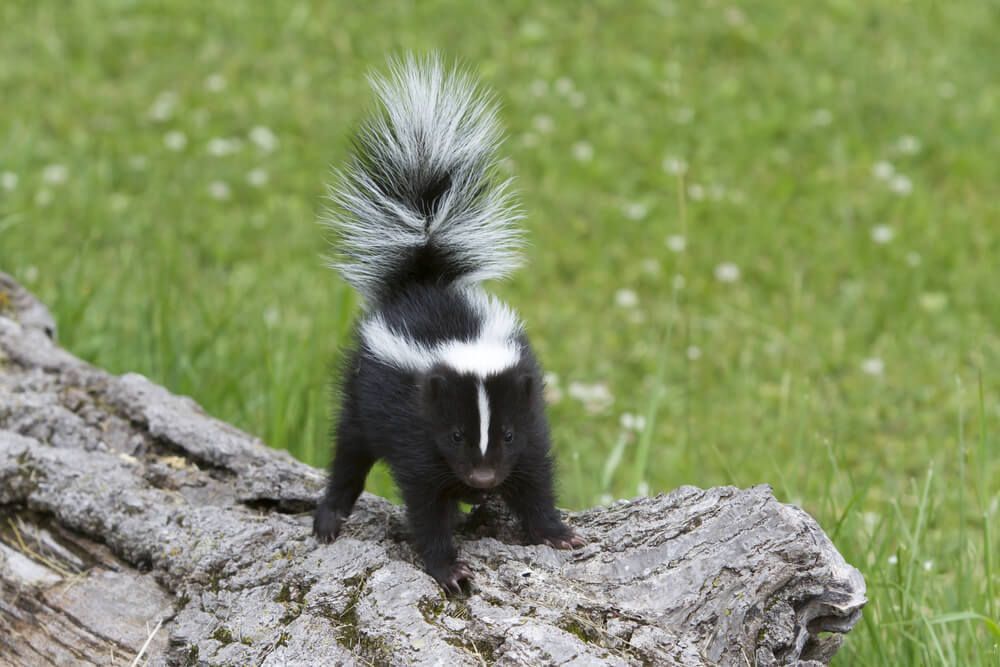 Skunk with white stripes on its back, tail up, on a log, in grassy area.