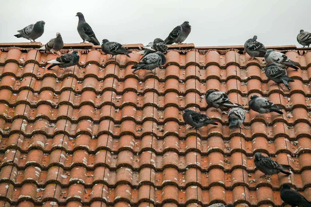 Why Bird Control Is Essential for Your Home or Business