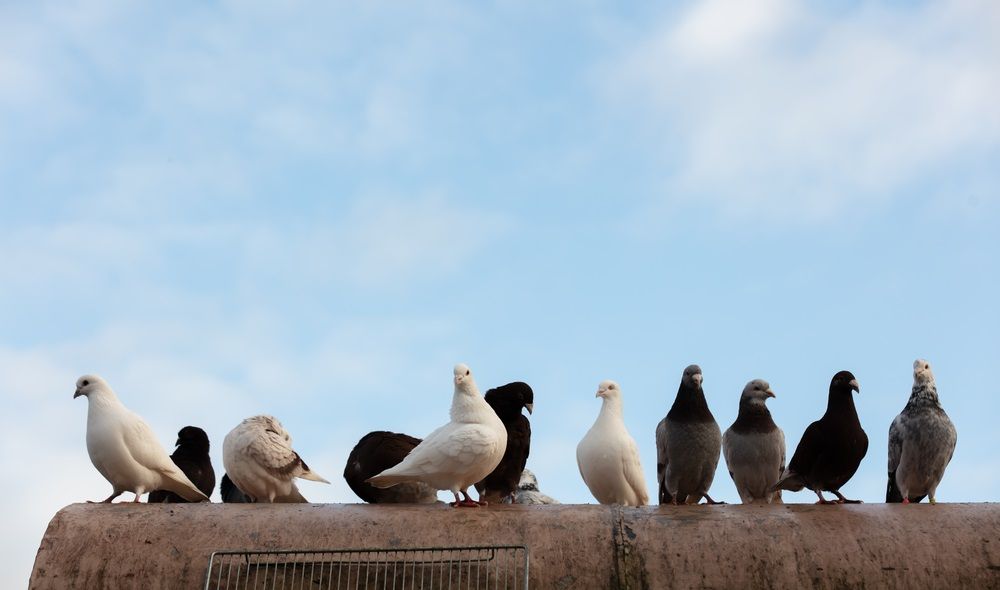 Why Choose BigHeart Wildlife Removal?