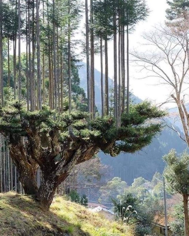 Japanese Sugi cedar forestry 