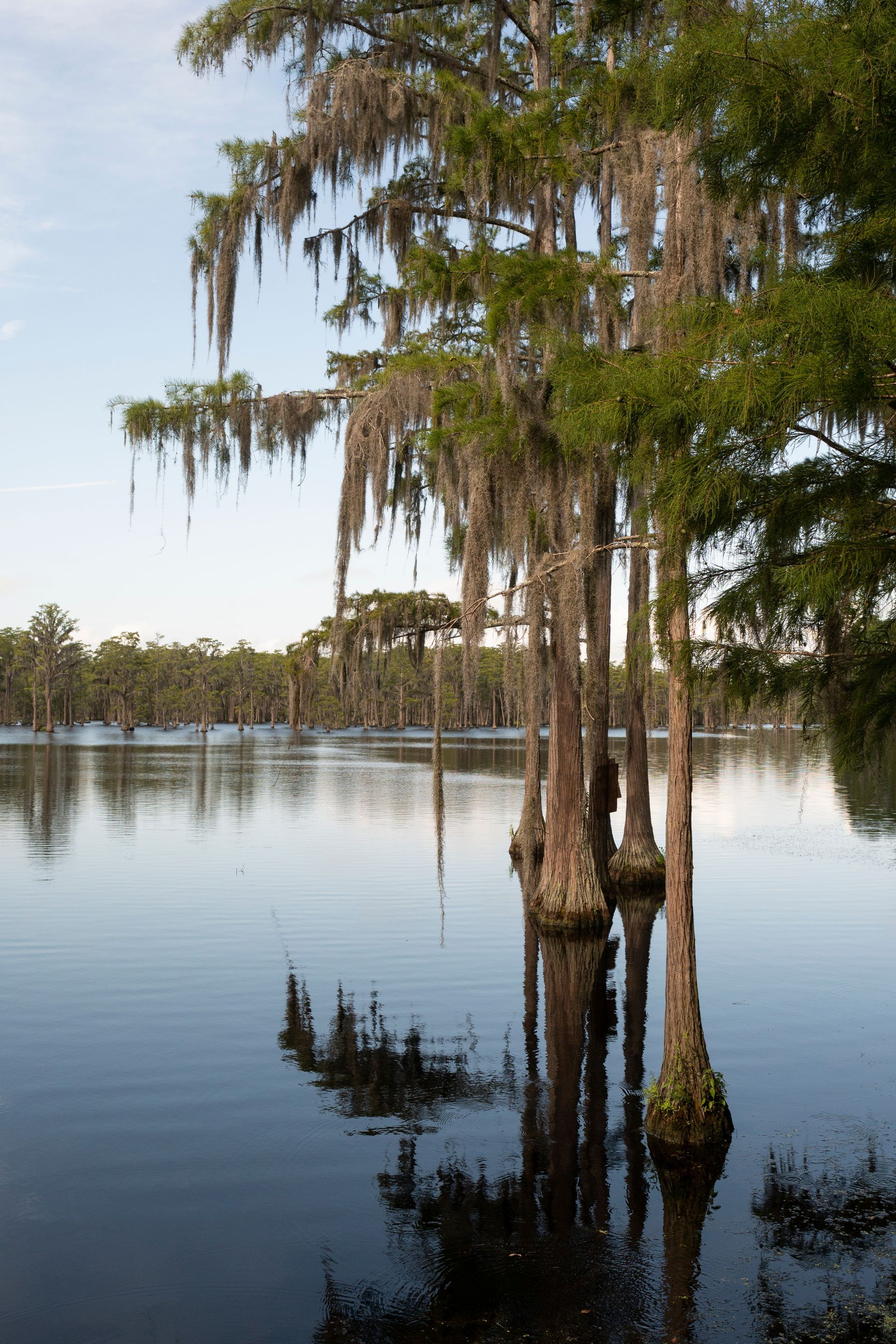Large cypress tree draped with Spanish moss beside a calm lake at sunset