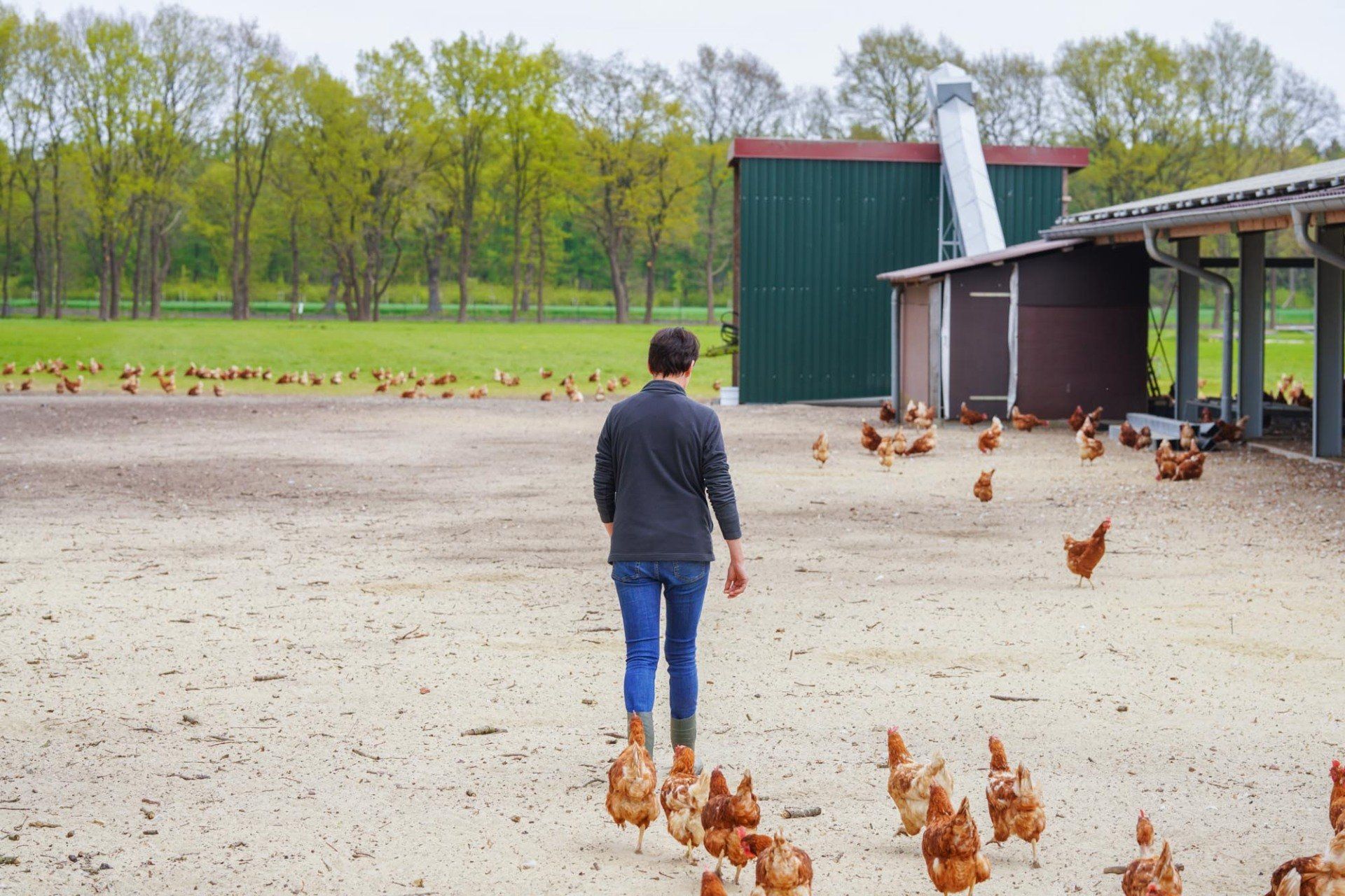 Geflügelhof Meiners, Tierwohl, Außenhaltung