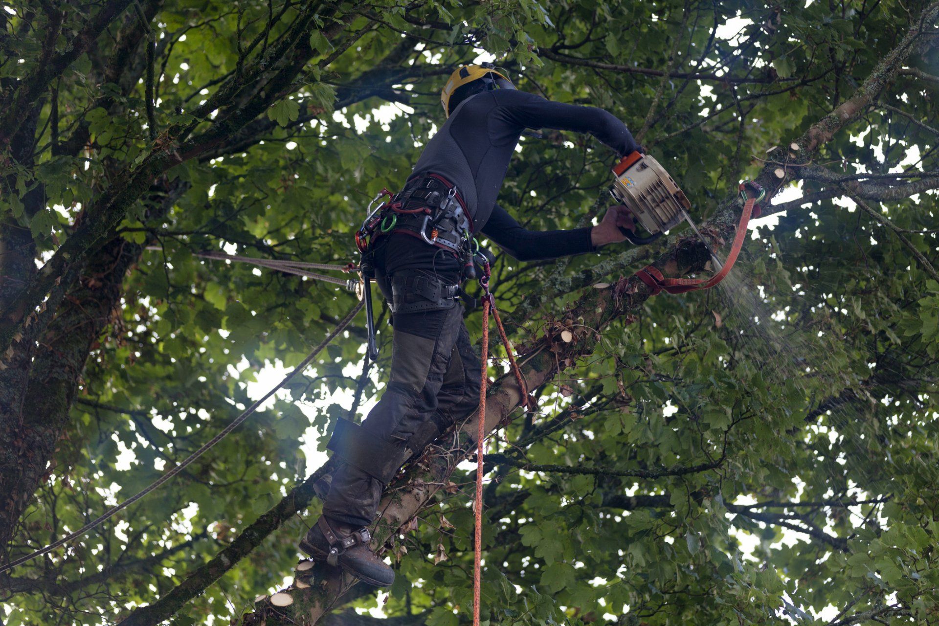 Man Cutting Tree  — Kenner, LA — All Seasons Tree Service