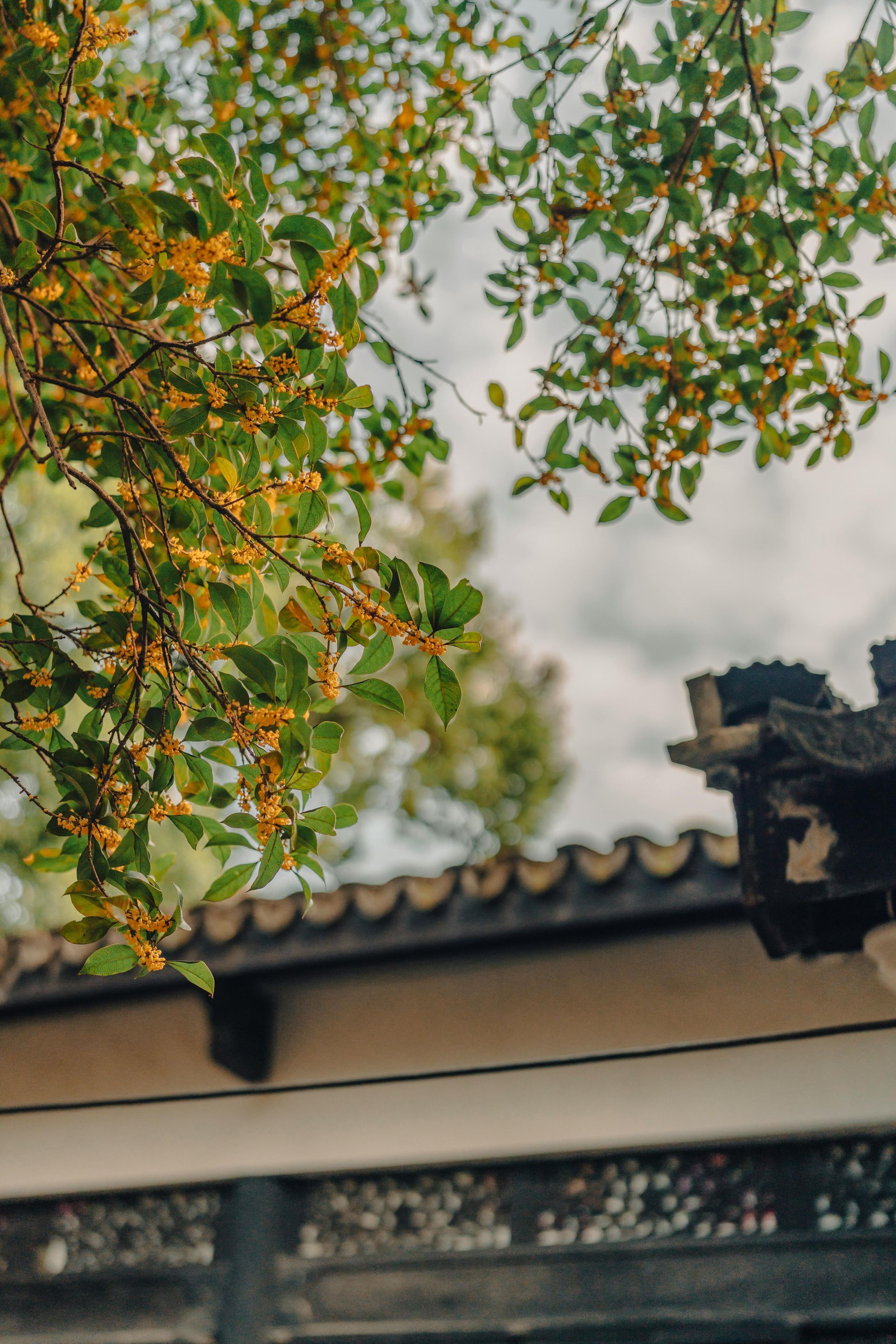 Tree branches with green and orange leaves over a traditional tiled roof and cloudy sky