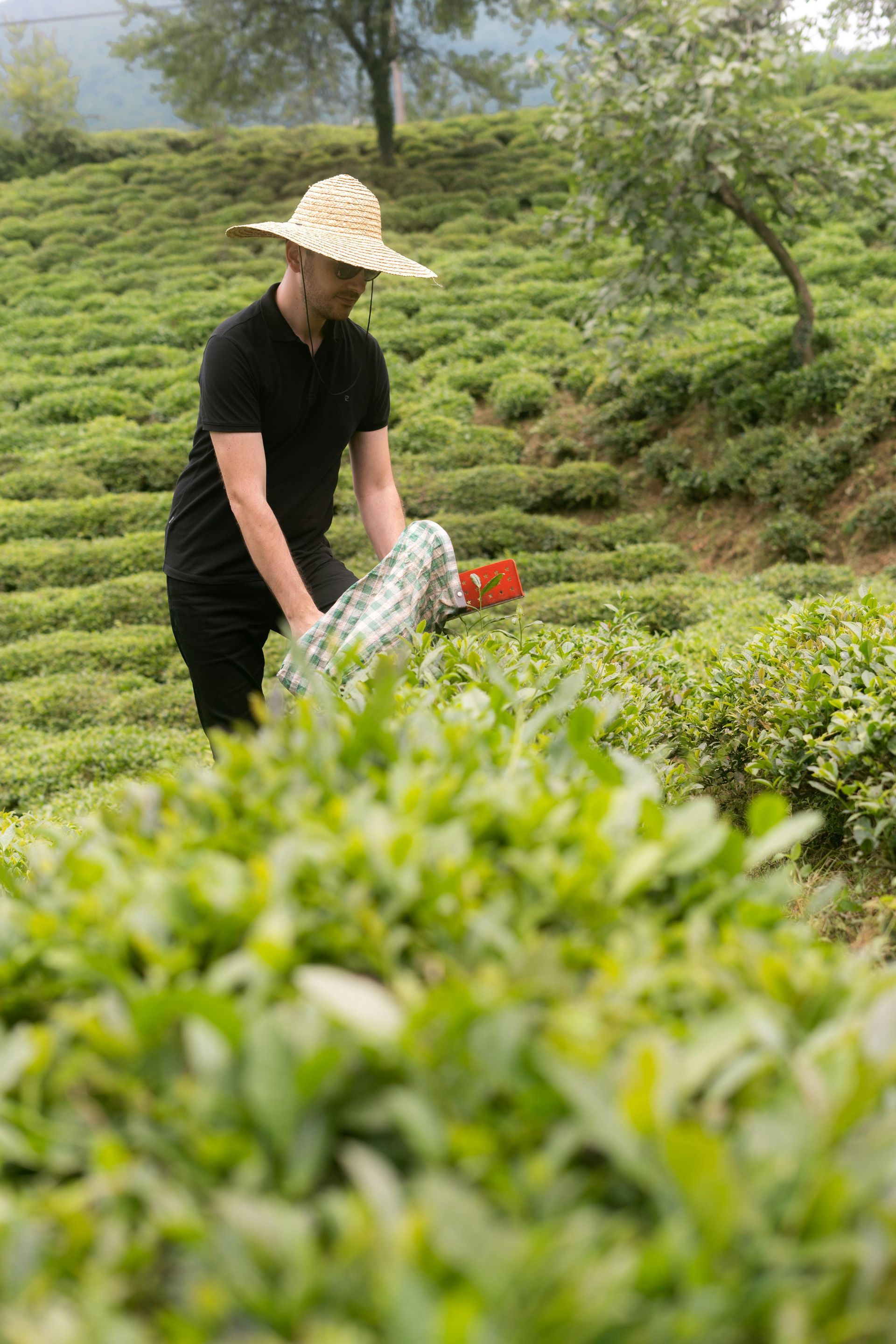 Person in a straw hat spraying crops in a green tea field.