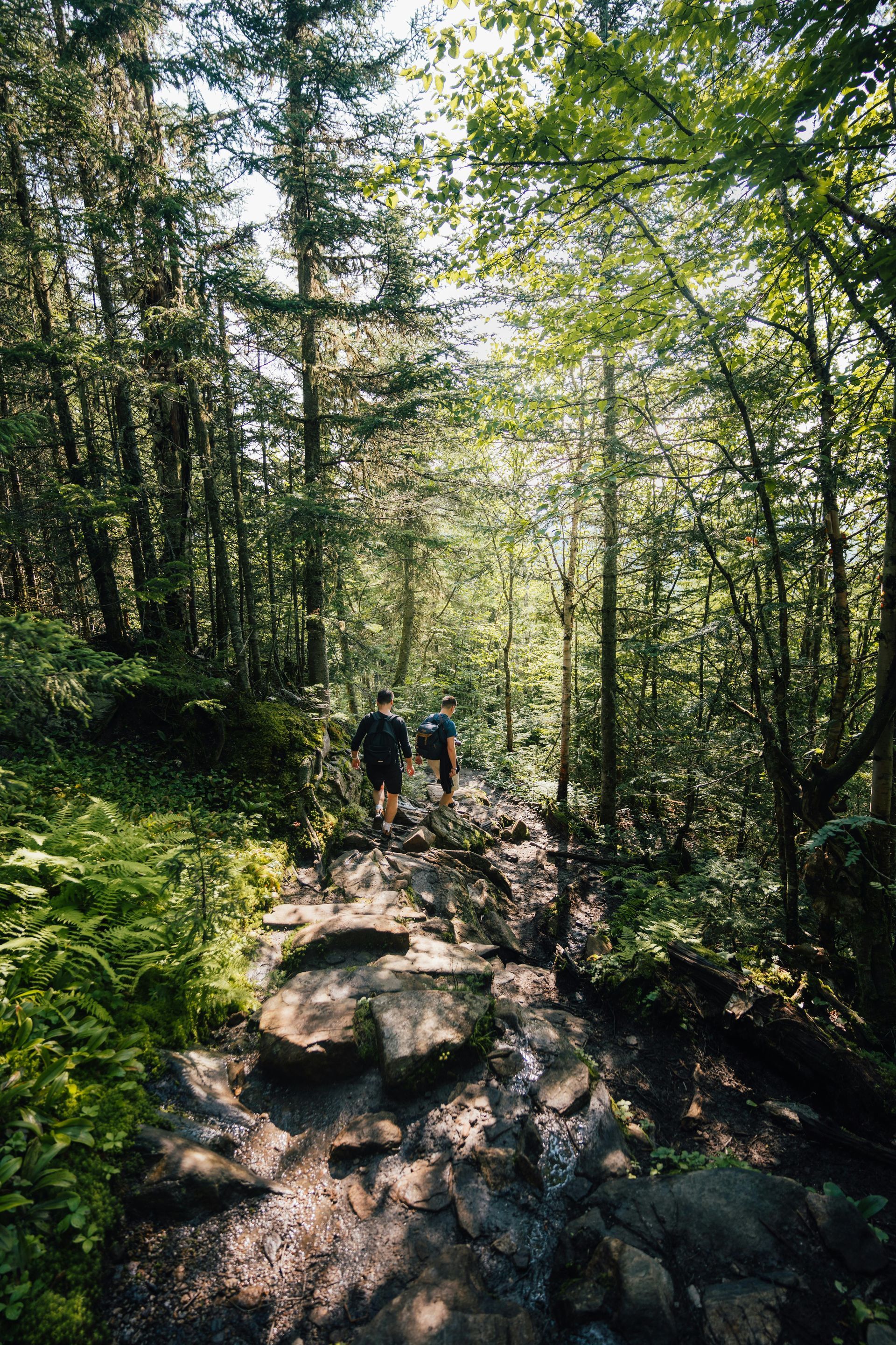 Hikers walking on a rocky forest trail under tall trees in dappled sunlight
