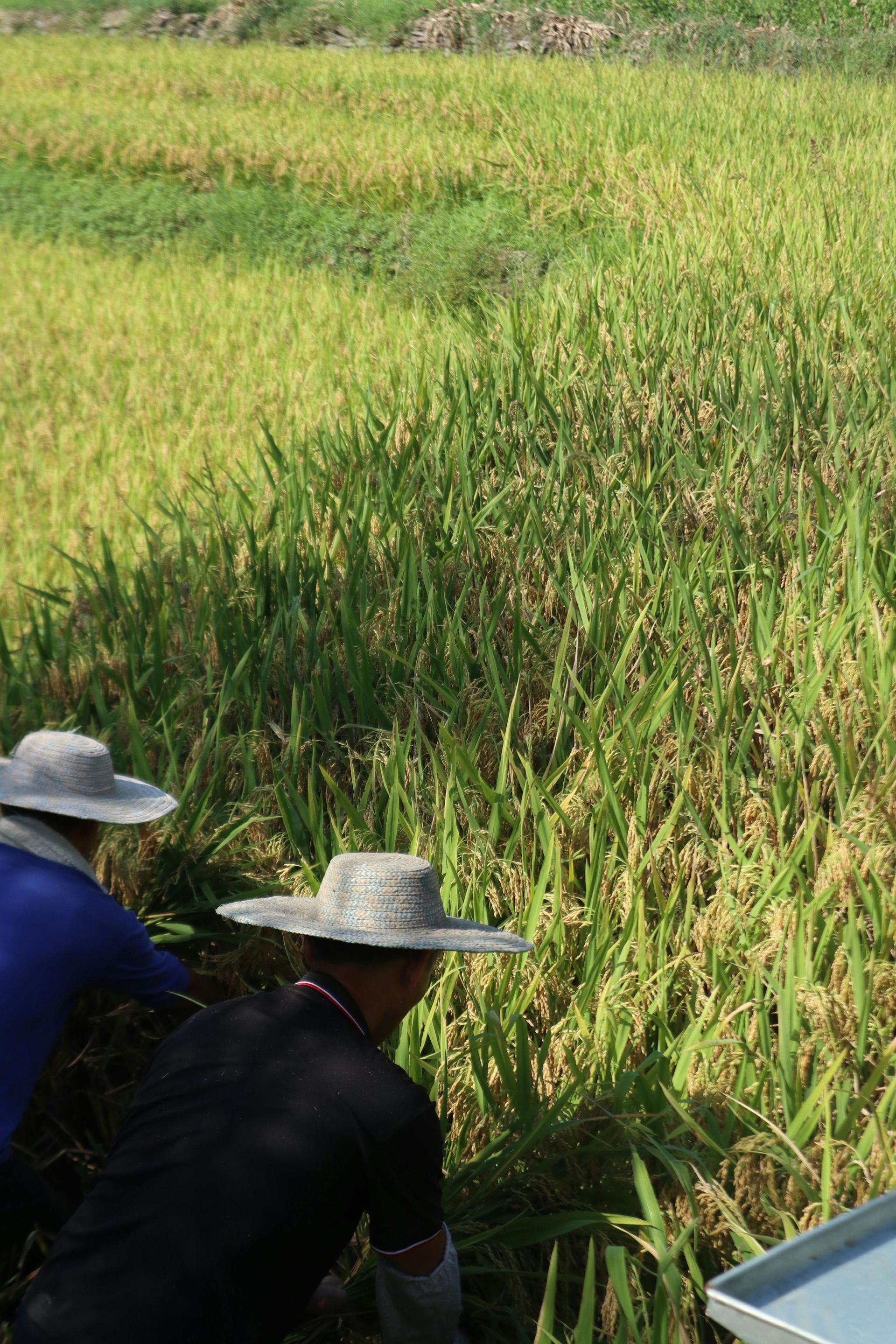Two people in hats inspecting crops in a green field beside a grassy irrigation channel