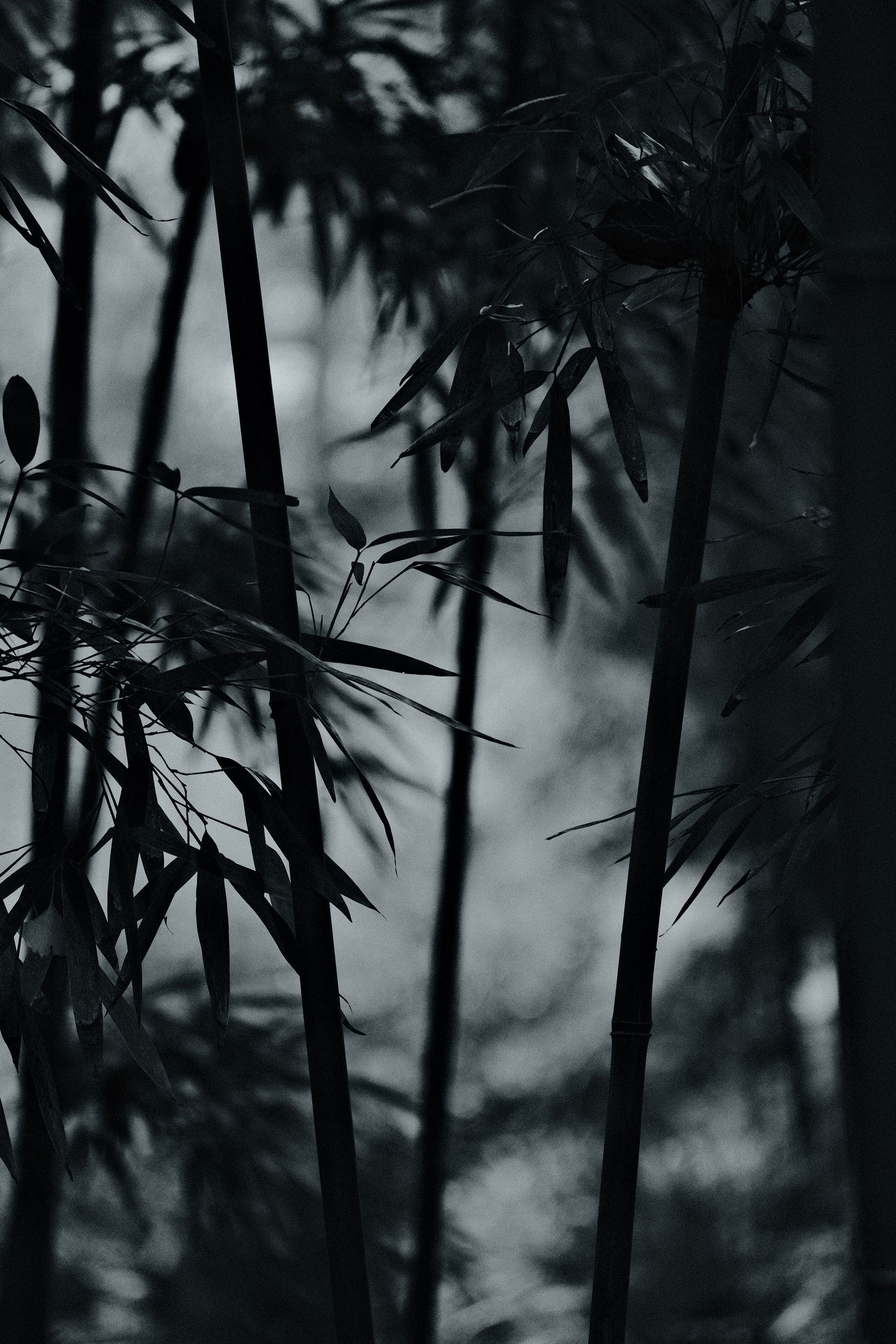 Silhouette of bamboo stalks and leaves framing a misty, blurred forest scene