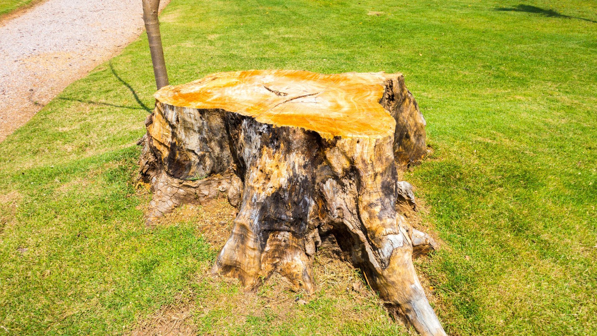 A large tree stump is sitting on top of a lush green field. A large tree stump is sitting on top of a lush green field.