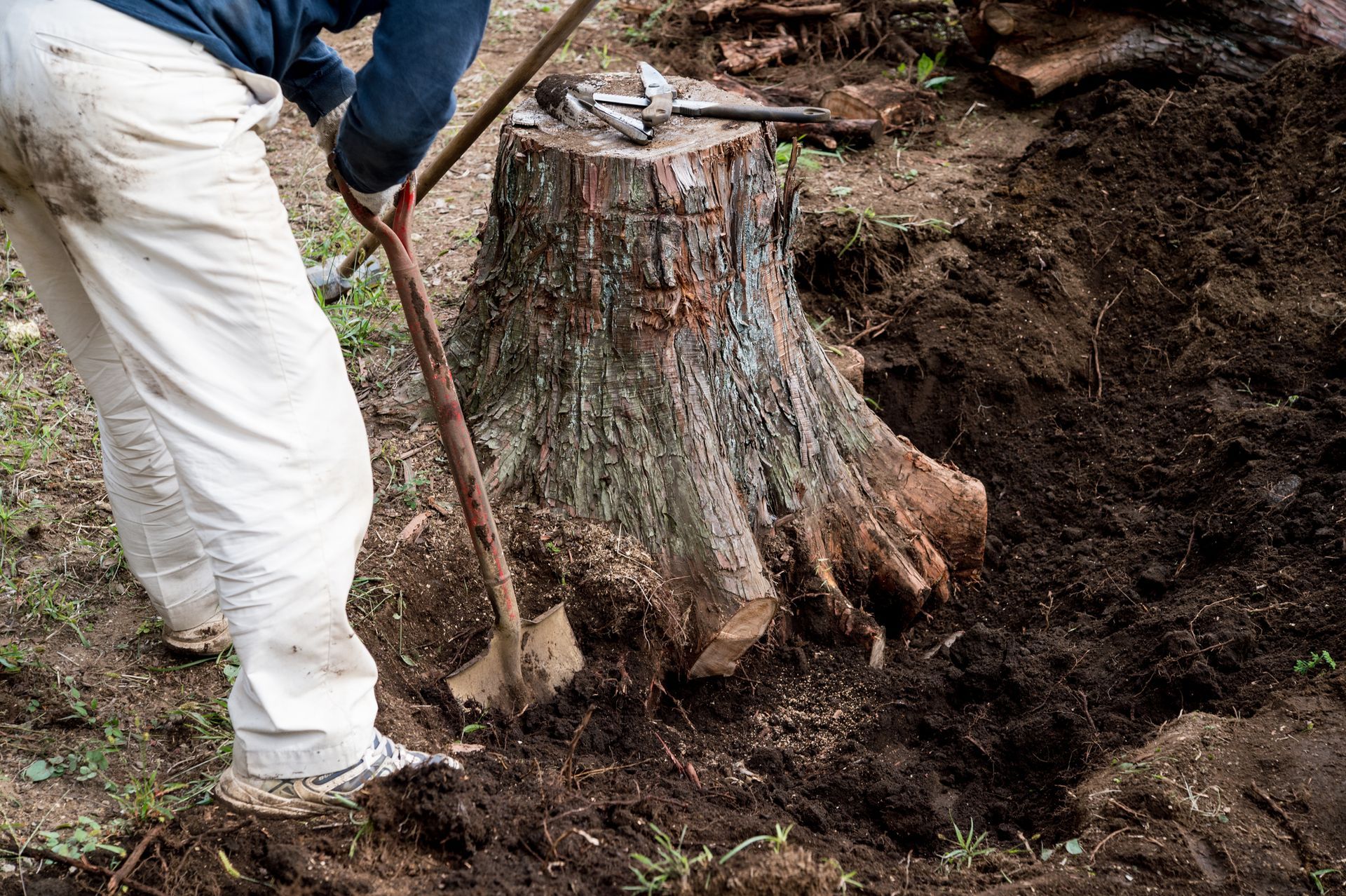 A man is digging around a tree stump with a shovel. A man is digging around a tree stump with a shovel.