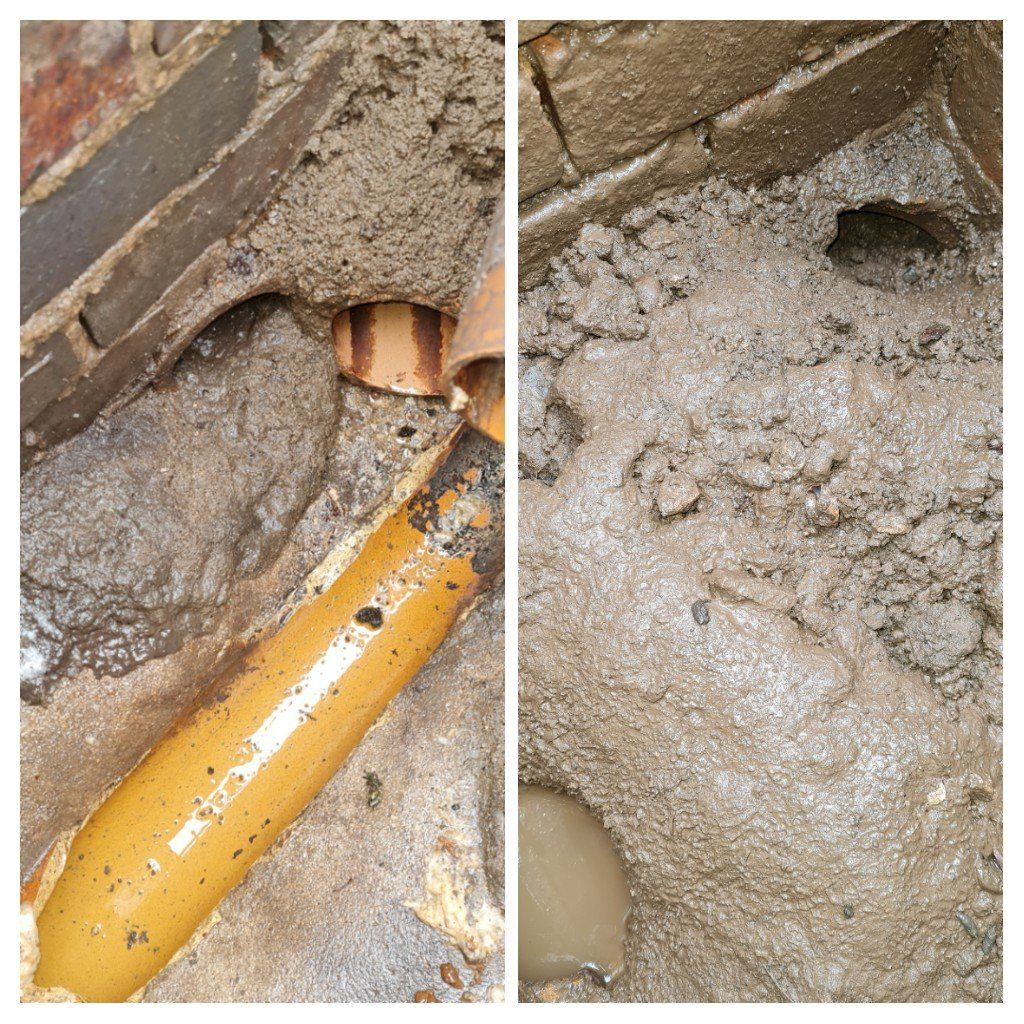 Rats excavating drain