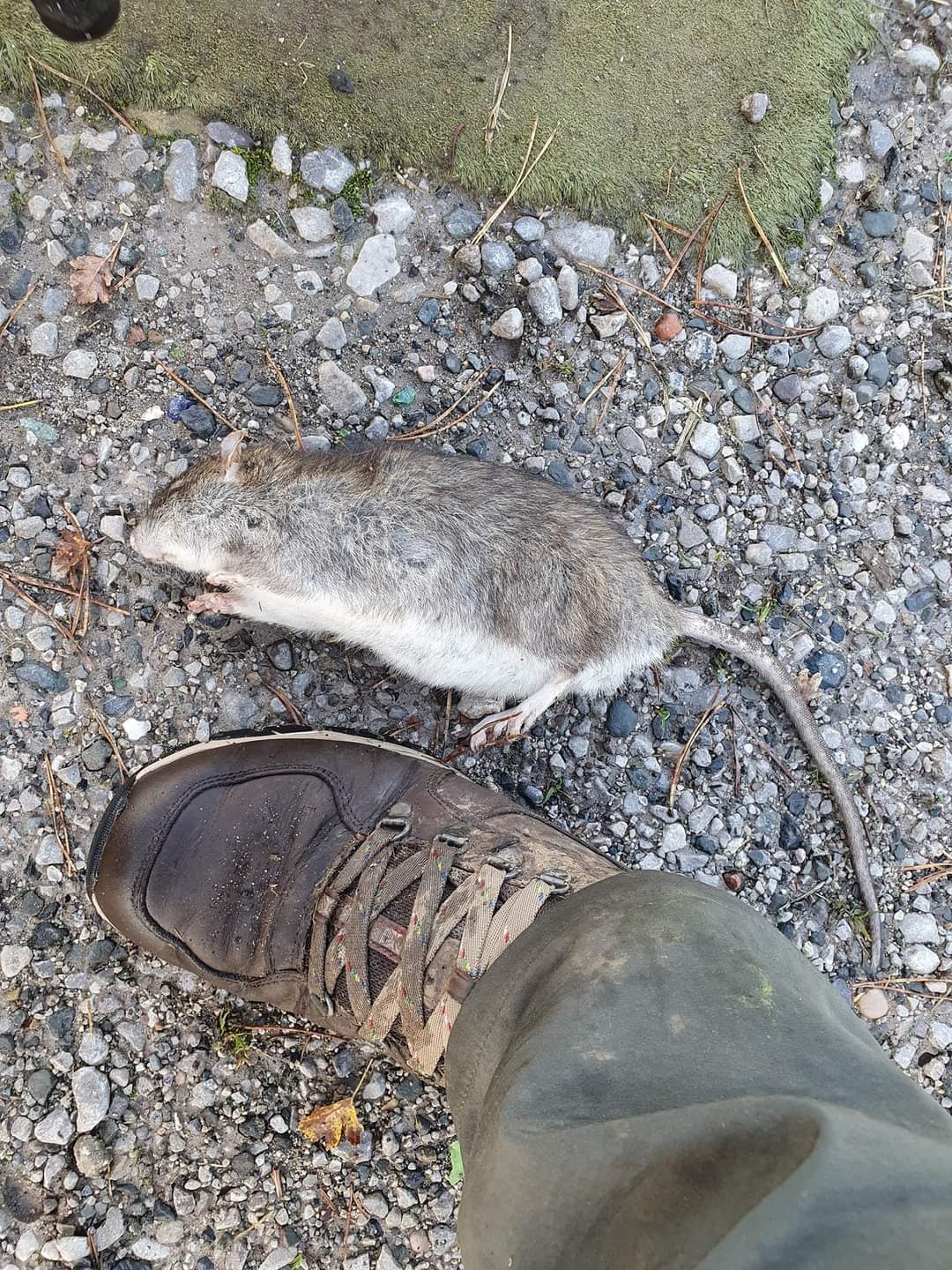 pest control
