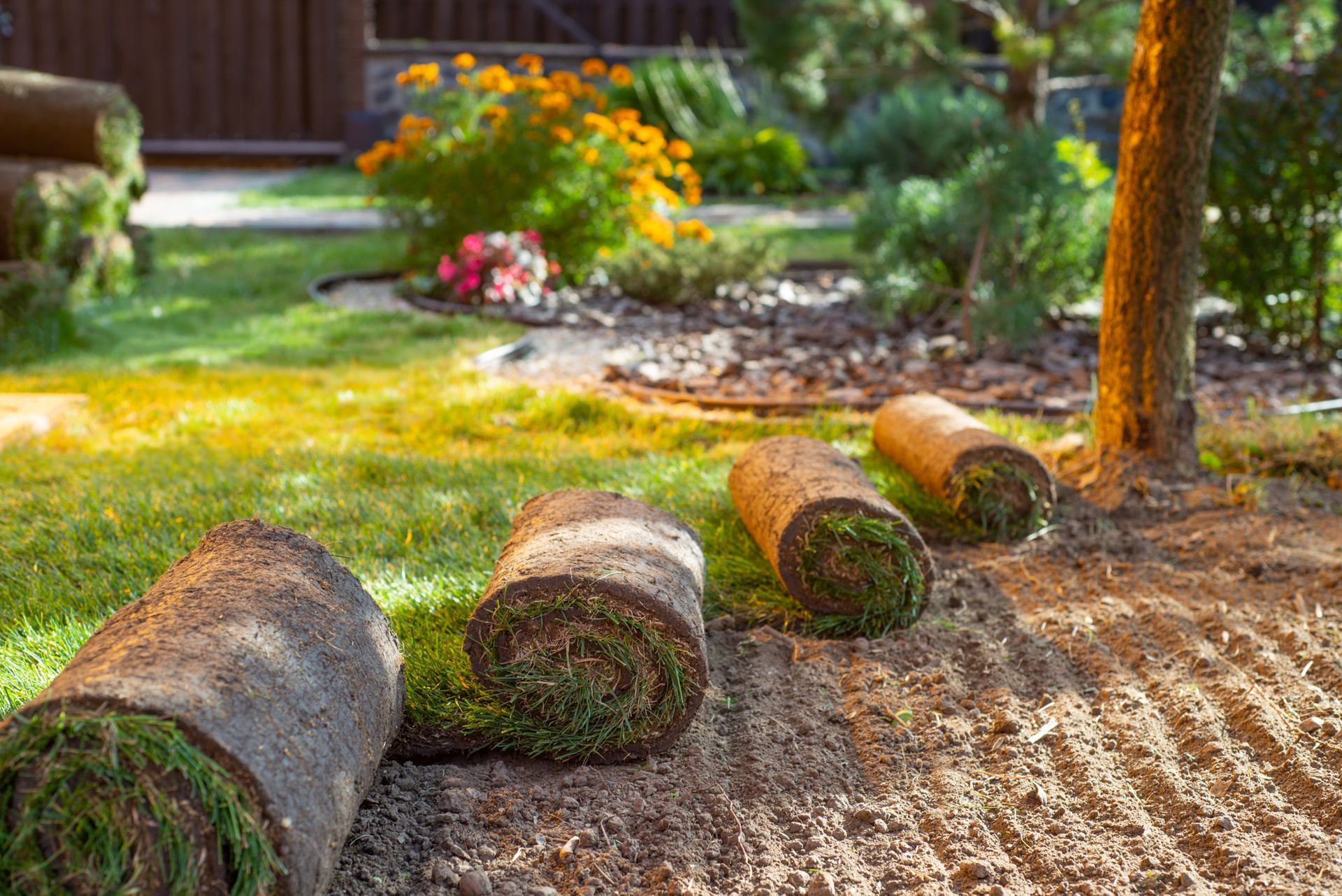 A landscaped garden with rolled logs, mulch, grass, and flowering shrubs in warm sunlight A landscaped garden with rolled logs, mulch, grass, and flowering shrubs in warm sunlight
