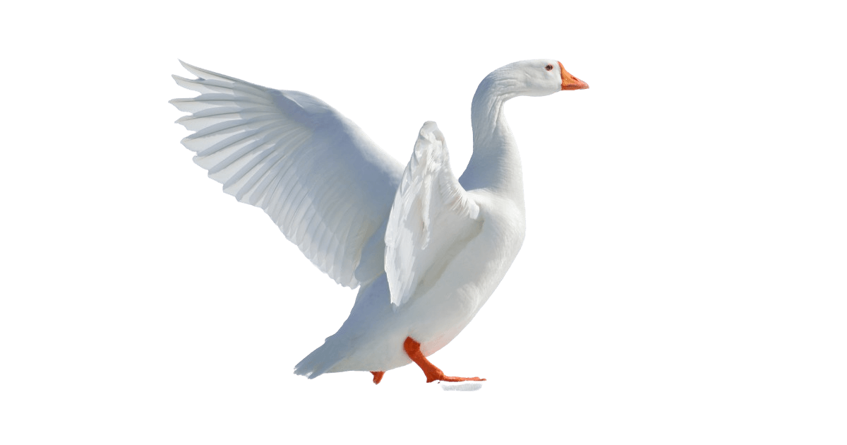 La Plume Lavée