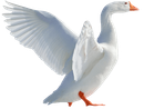 Logo La Plume Lavée Logo La Plume Lavée