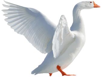 Logo La Plume Lavée Logo La Plume Lavée