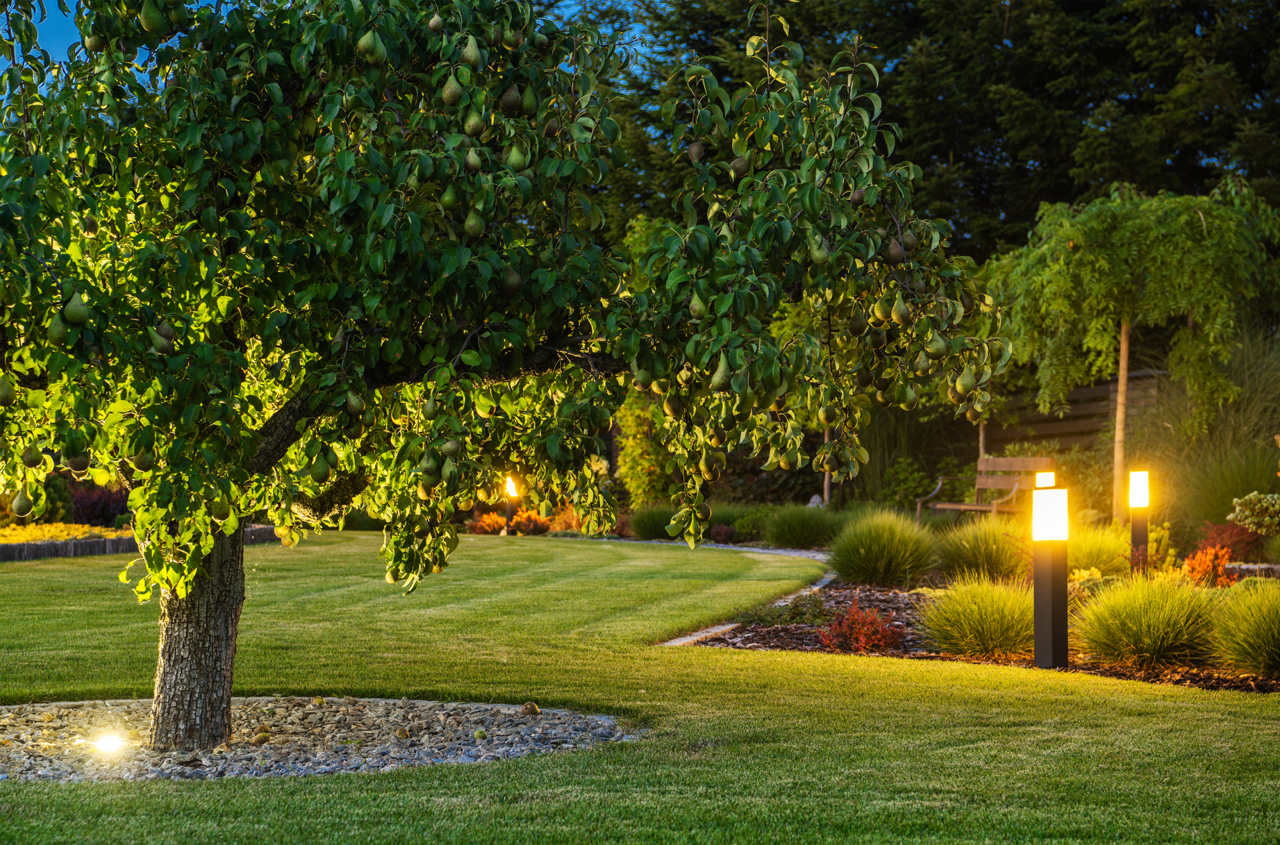 A lush green lawn with trees and lights at night.