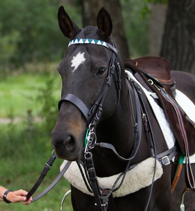 Fun Things to Do in Denver featuring outdoor polo match and family crowd