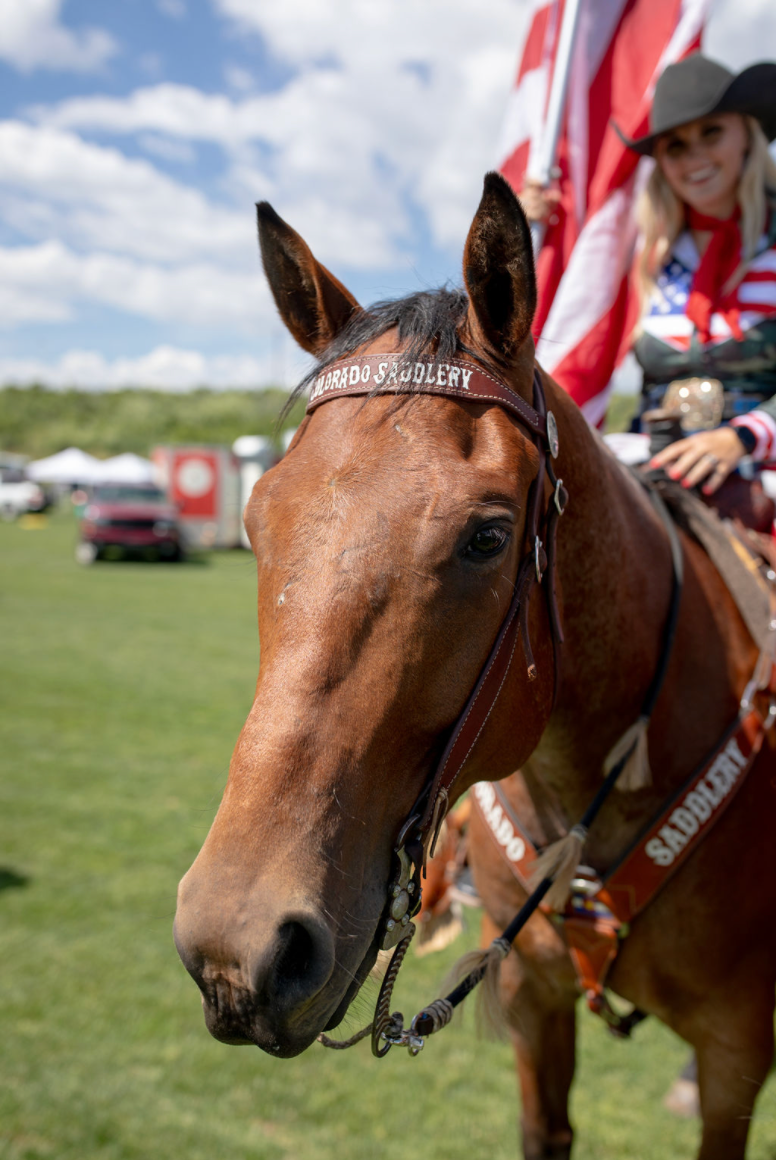 A horse wearing a bridle with the number 7 on it