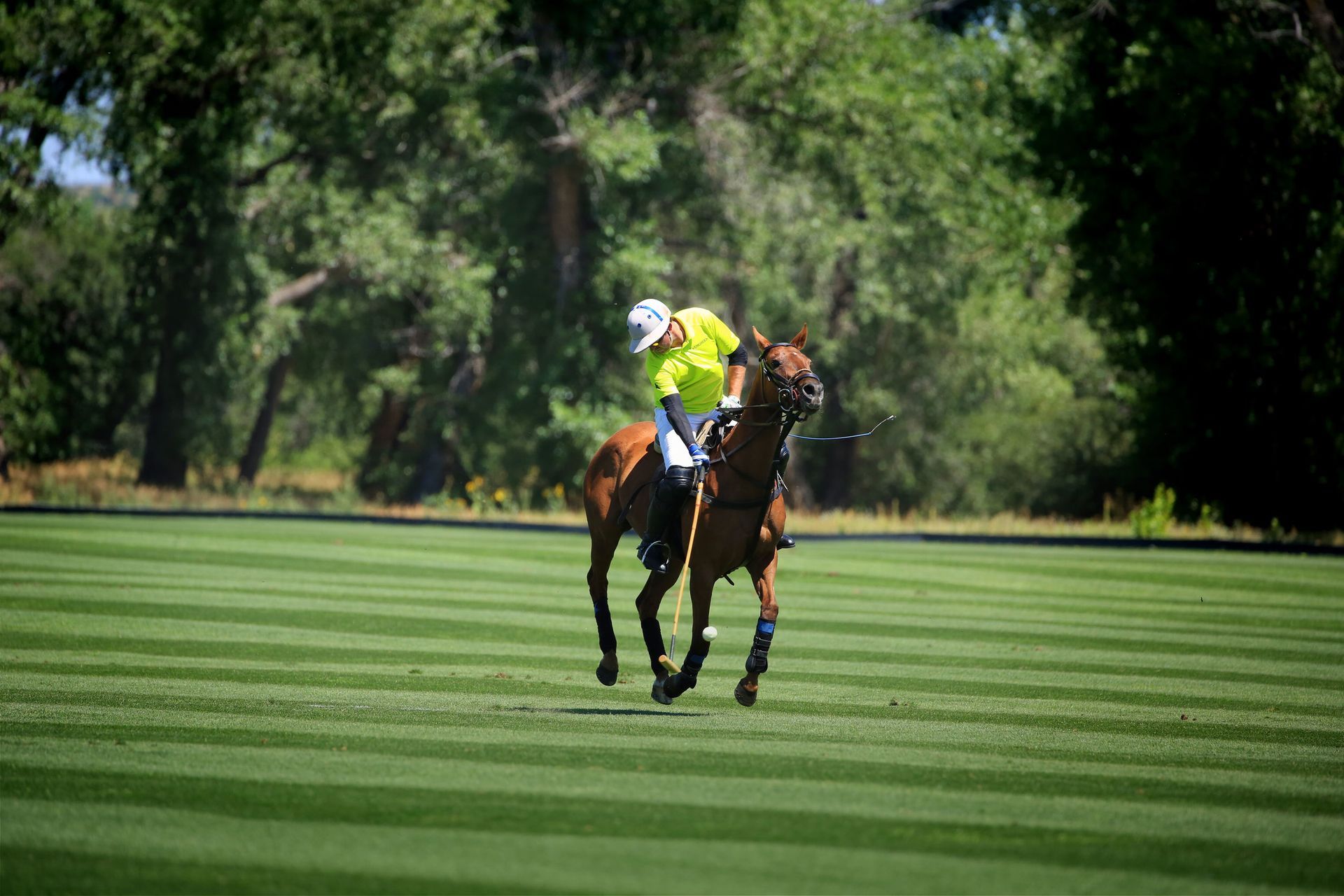Fun Things To Do In Denver With Kids enjoying energetic polo match action