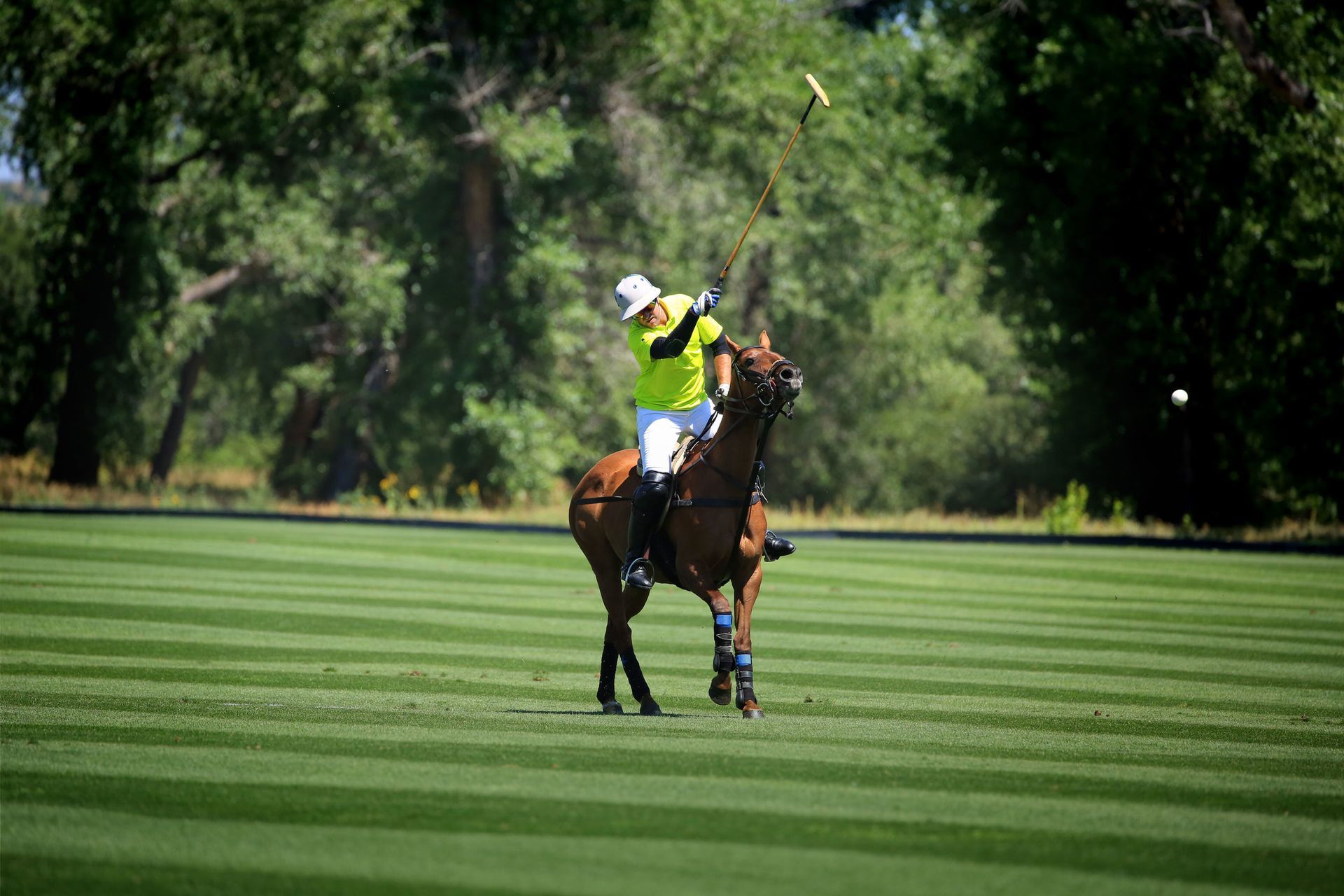 Family Friendly Things To Do In Denver showcasing dynamic polo sports action