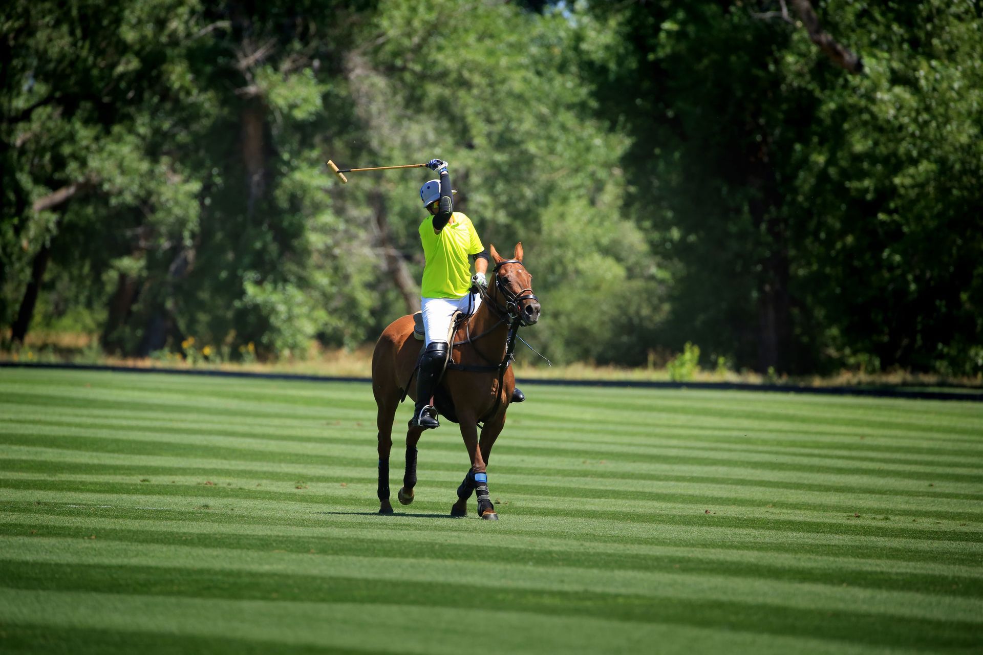 Fun Things to Do in Denver with exciting polo match action and outdoor fun