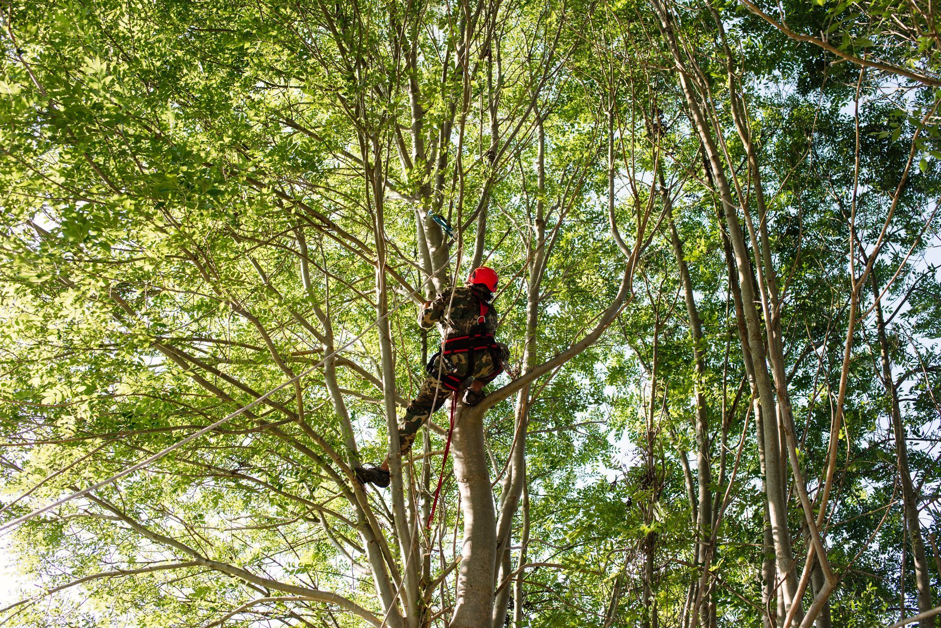 Person in a red helmet climbing a tree among dense green branches