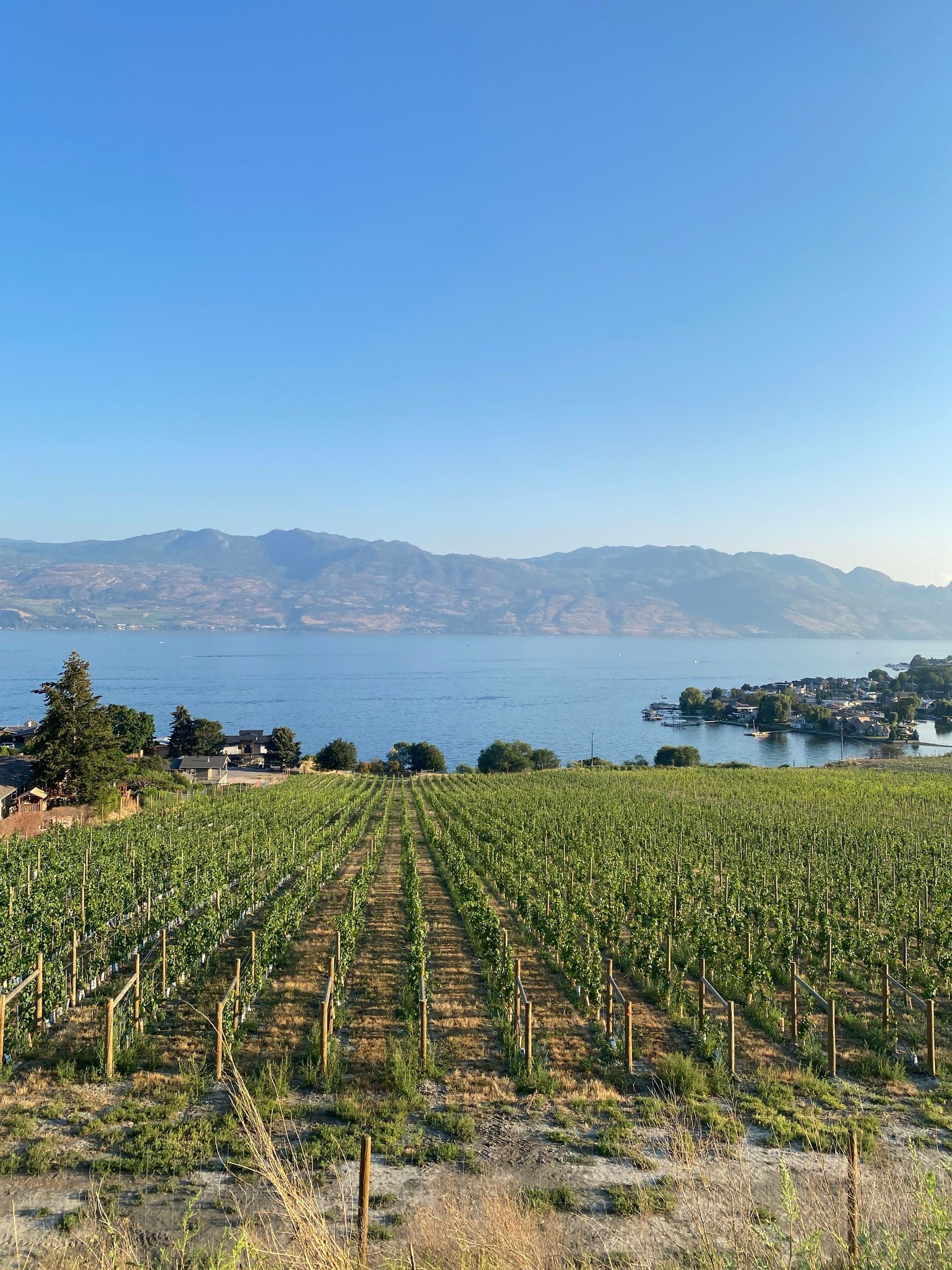 Vineyard rows by a blue lake with mountains and a clear sky in the distance
