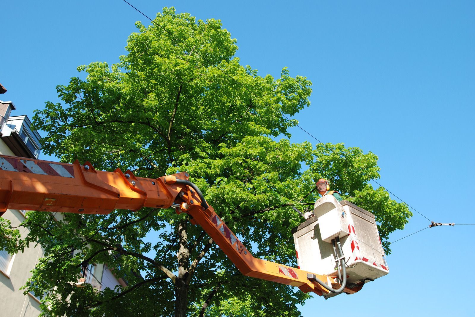 A person in a bucket lift trims a tree near power lines against a blue sky.