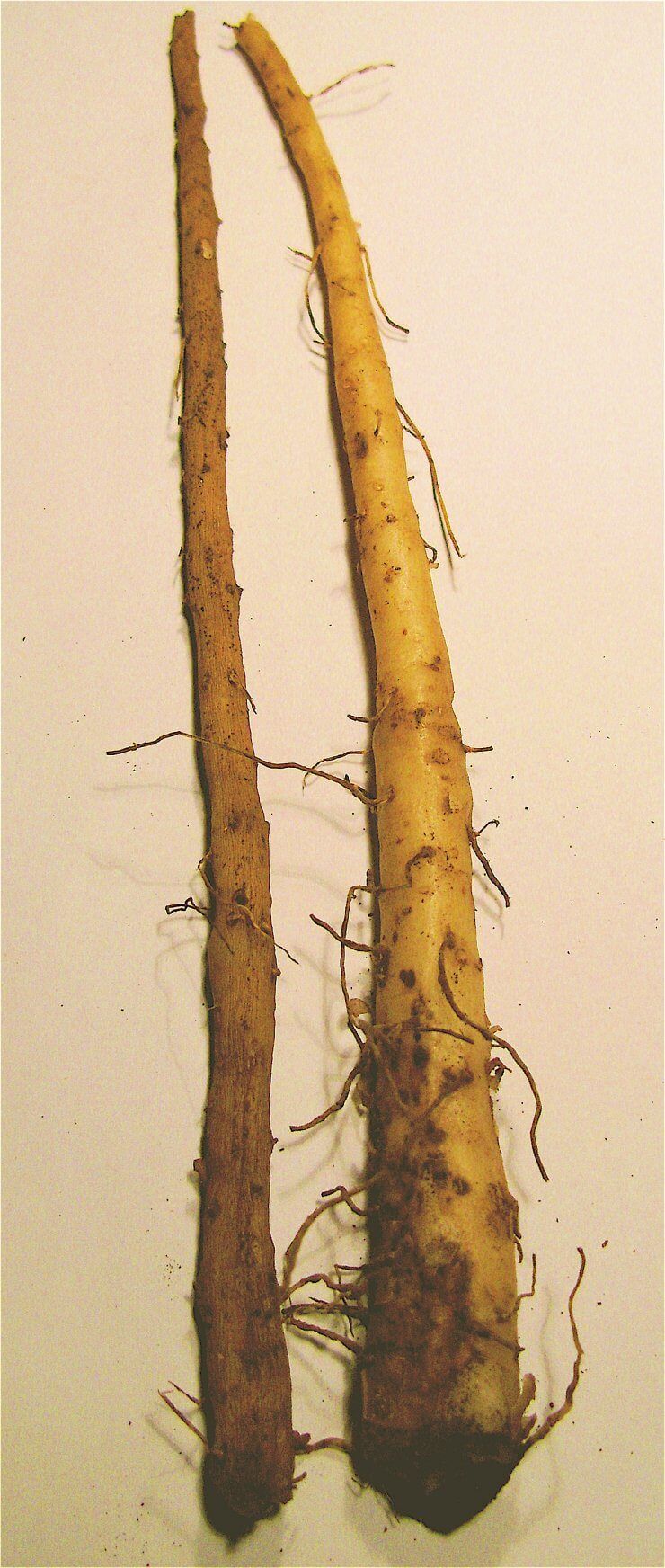 Roots of contention: Noongar root foods and indigenous plant taxonomy