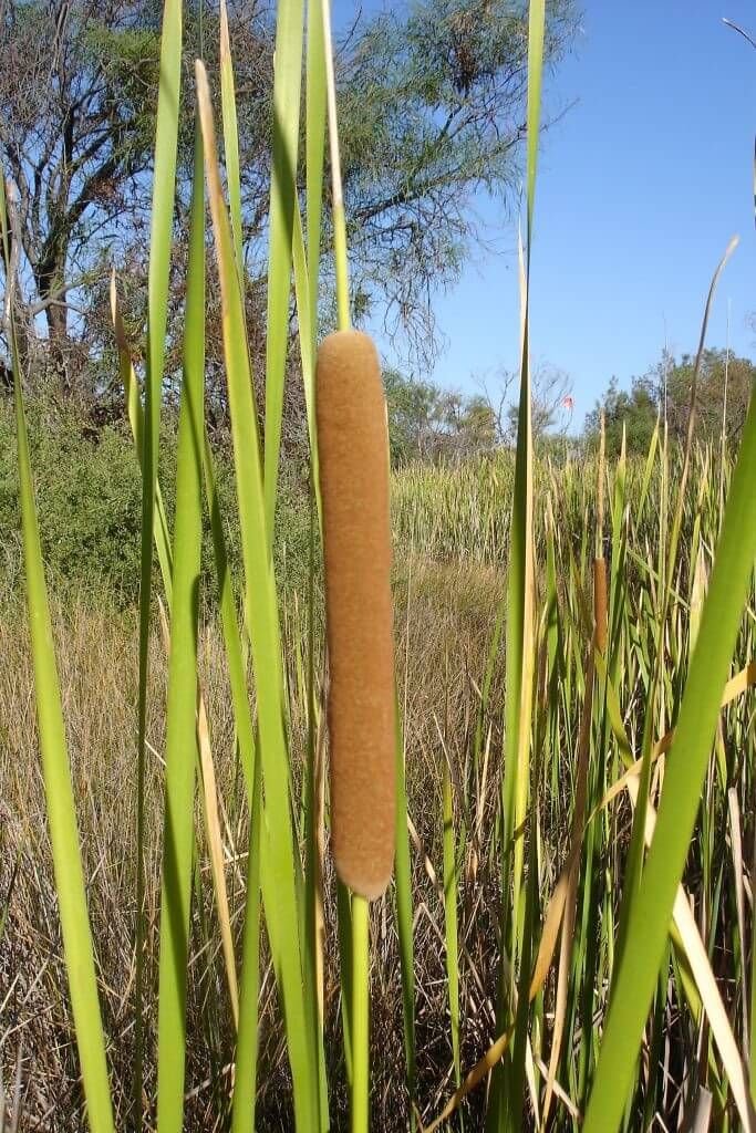 typha 2
