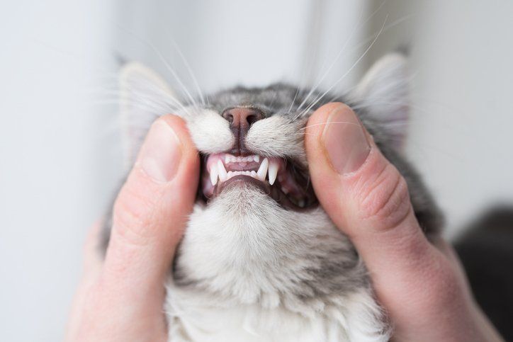 Kitten Showing Baby Teeth - Arlington, TX - Green Oaks / Arkansas Animal Hospital Kitten Showing Baby Teeth - Arlington, TX - Green Oaks / Arkansas Animal Hospital