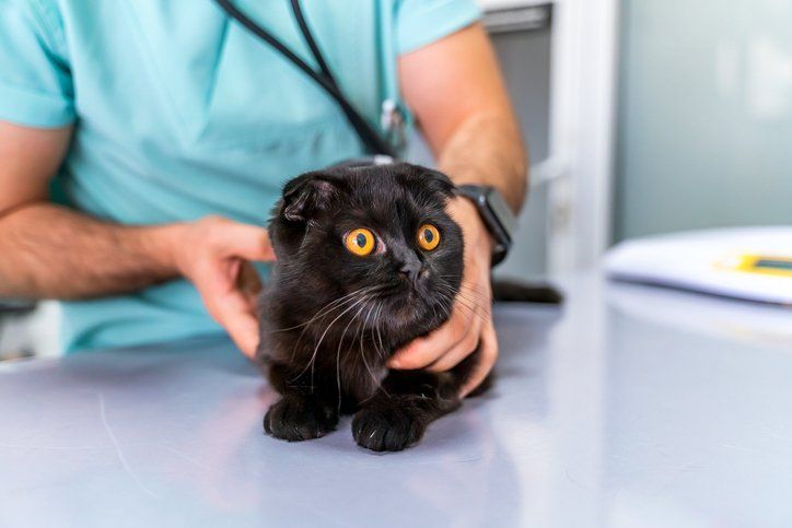 Black Scottish Fold Cat at Animal Hospital - Arlington, TX - Green Oaks / Arkansas Animal Hospital Black Scottish Fold Cat at Animal Hospital - Arlington, TX - Green Oaks / Arkansas Animal Hospital
