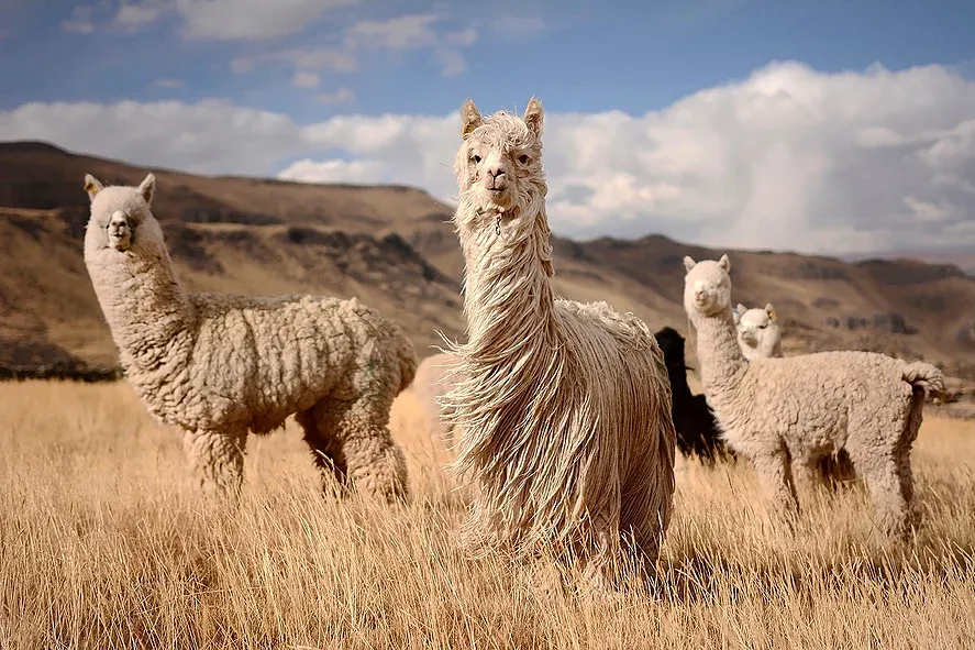 piumino in alpaca