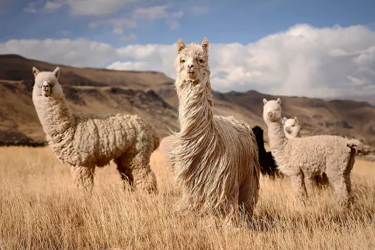 PIUMINO ALPACA