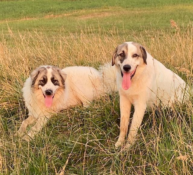 Two dogs