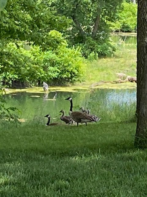 Geese
